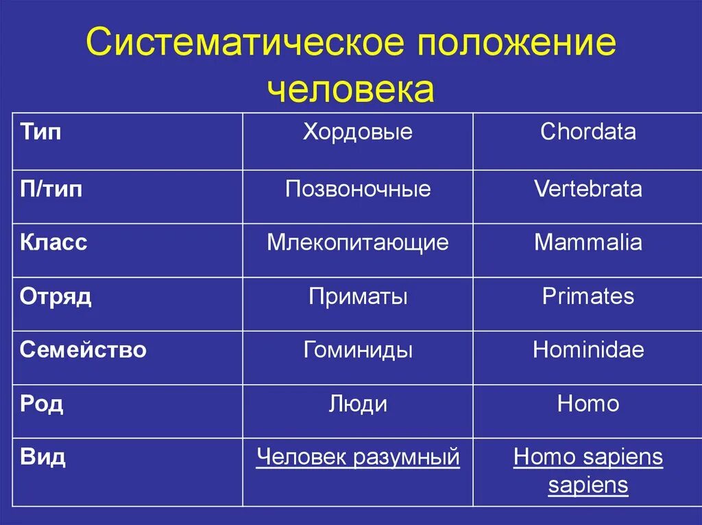 Определить систематическое положение человека. Систематическое положение человека таблица 9 класс биология. Таблица про систематическое положение человека биология. Систематическое положение человека разумного. Систематическое положение человека таблица 8 класс биология.