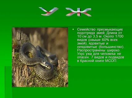 Сочинение уж