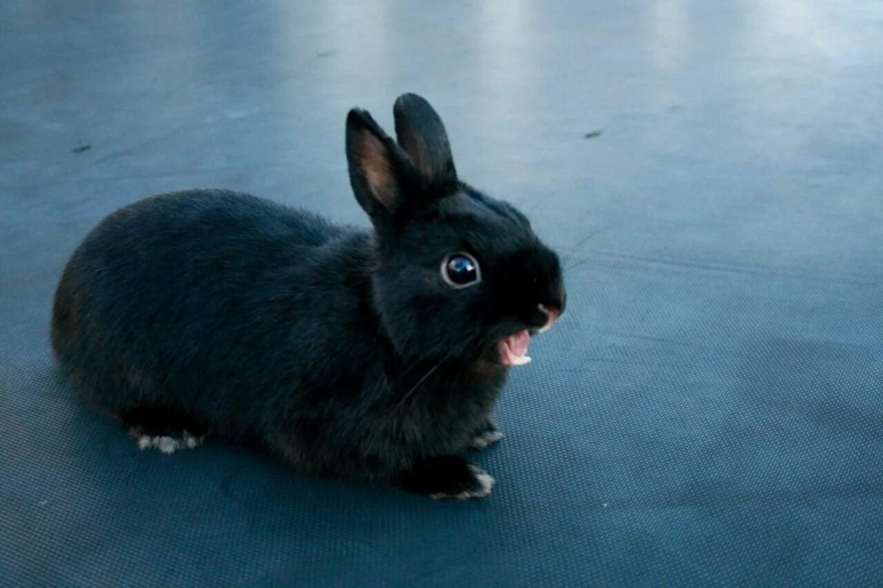 Black rabbit. Венский голубой кролик карликовый. гаванский черный кролик. черный водяной кролик 2025. черный кролик / bunny black.