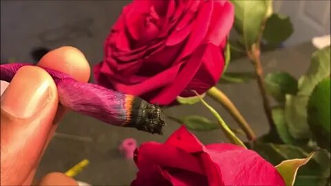 Rose in use