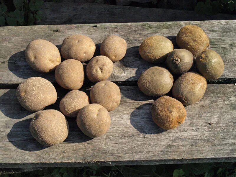 Sierra Gold Potatoes Information and Facts