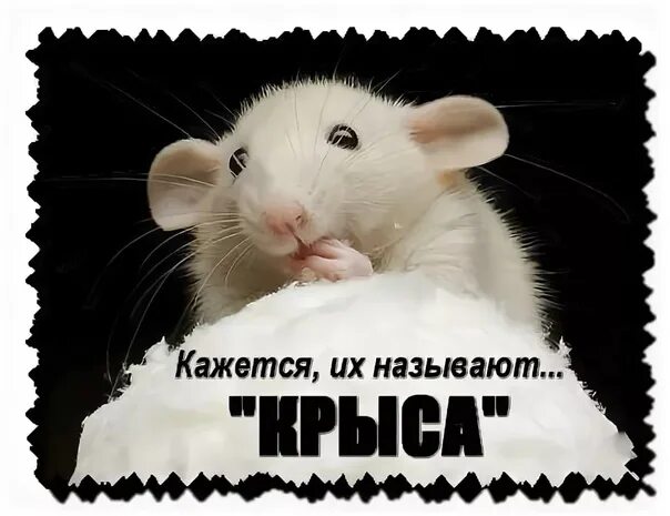 Статусы про крыс. Крыса в коллективе. крысятничество в коллективе. крыса надпись. статус про крыс.
