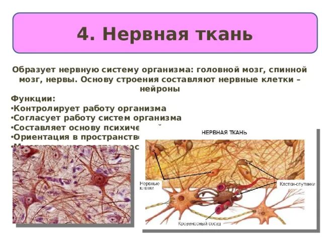 Какие органы образует нервная ткань. Нервная ткань. Характеристика нервной ткани. Нервная ткань строение и функции. Строение нервной ткани человека.