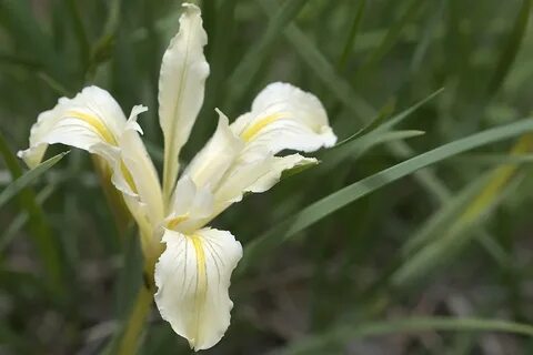 Iris home