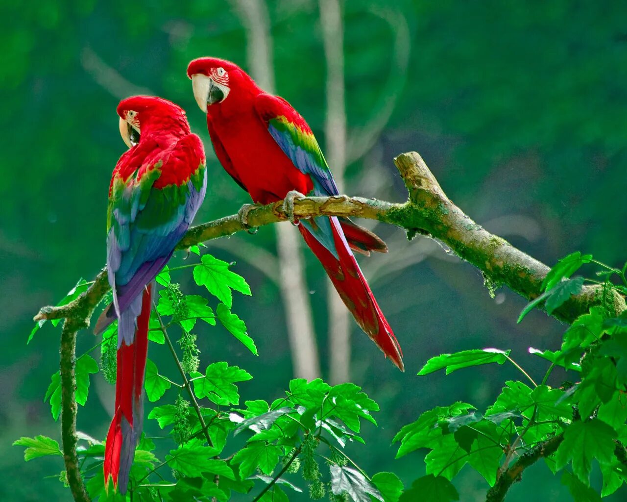 Влажные леса с яркими птицами\. Энциклопедия для детей. Желтоклювый тукан. Кубинский амазон попугай. Тукан природная зона обитания.