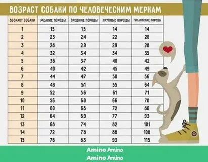 Год жизни собаки по человеческим меркам