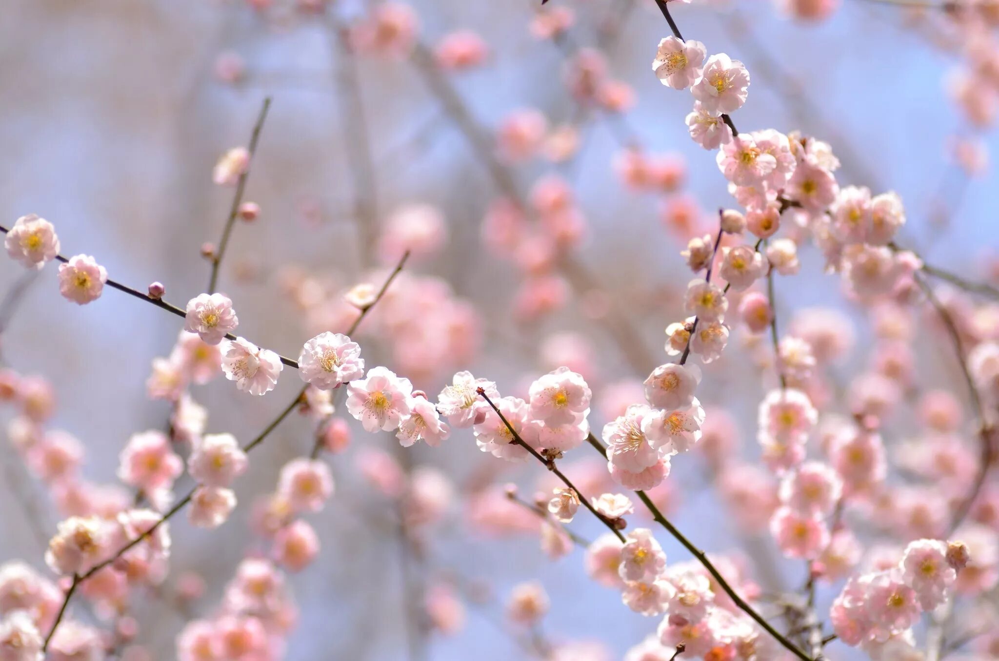 Весенняя нежность. Яблоня черри блоссом. Цветы сакуры. Нежно весенний. Черри блоссом цветок.