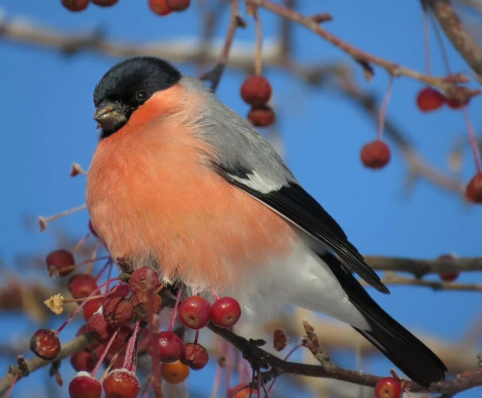 обыкновенный снегирь птица. желтоспинный снегирь. снегири зимой. снегирь птица. снегири бывают.