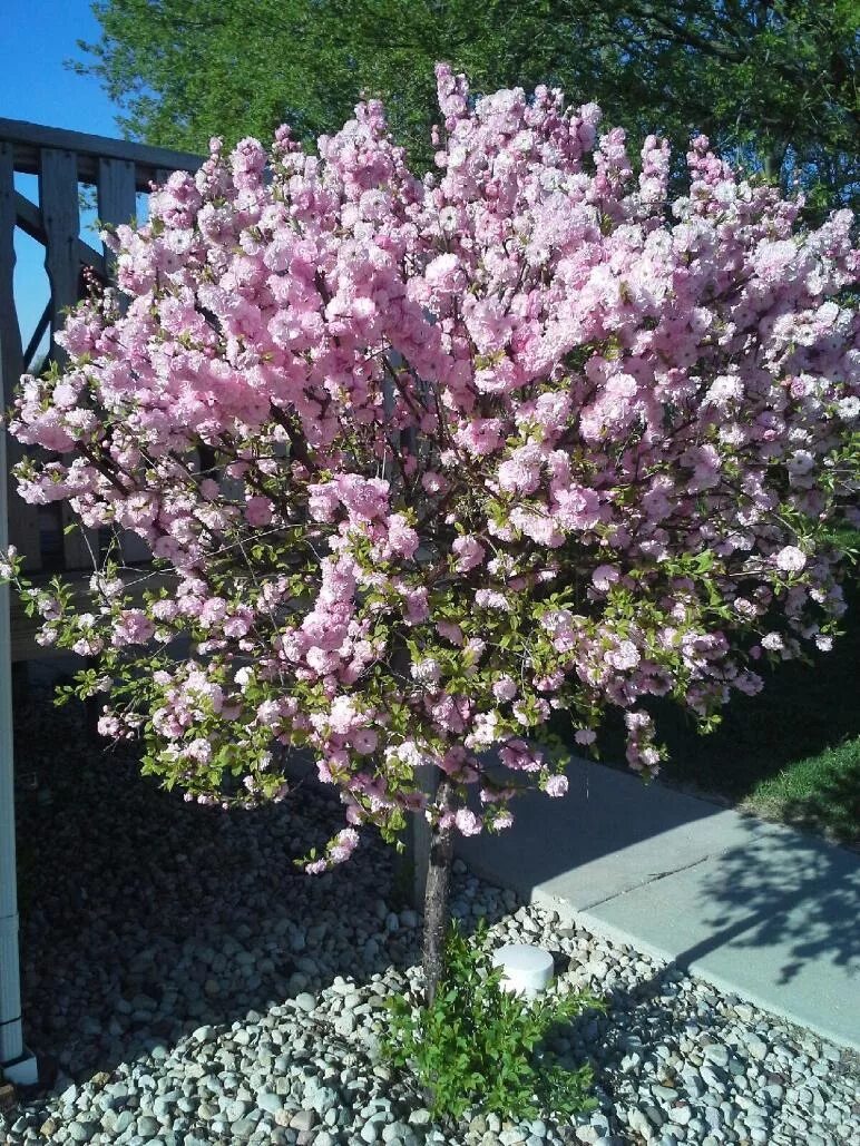 Сакура уход. Миндаль Прунус трилоба. Миндаль трехлопастной Prunus triloba. Прунус трилоба миндаль трехлопастной. Сакура (миндаль трехлопастной).