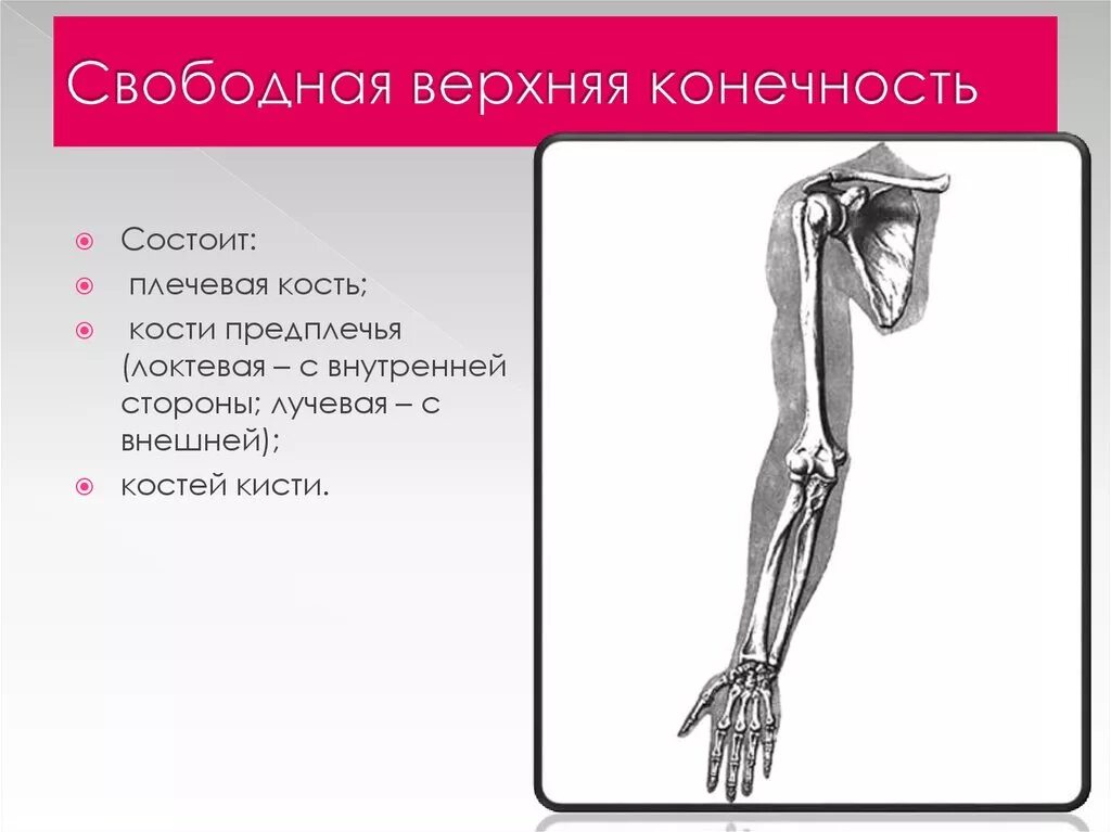 Кости пояса верхней конечности человека. Кость скелета свободной верхней конечности. Свободная верхняя конечность. Скелет свободной верхней конечности анатомия.