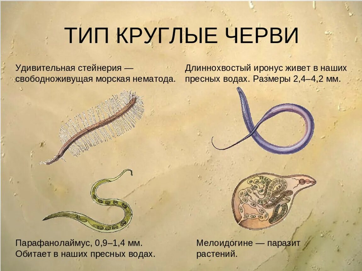 Круглые черви примеры названия. Типы круглых червей нематоды. Круглые гельминты (класс нематод);. Свободноживущие круглые черви представители. Тип круглые черви класс нематоды представители.