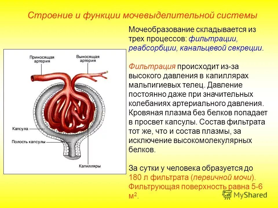 Какую функцию выполняет выделительная система человека