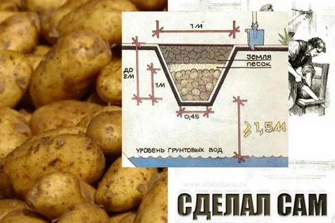 Картошку можно хранить при температуре
