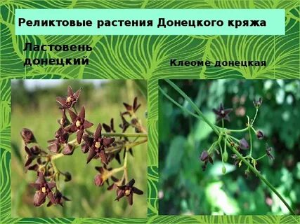 Растения реликты