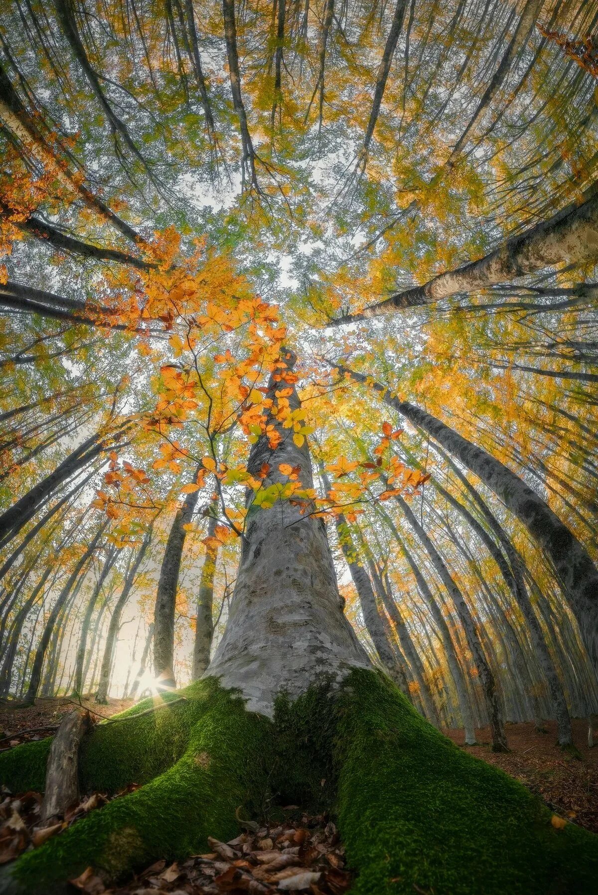 Красота деревьев