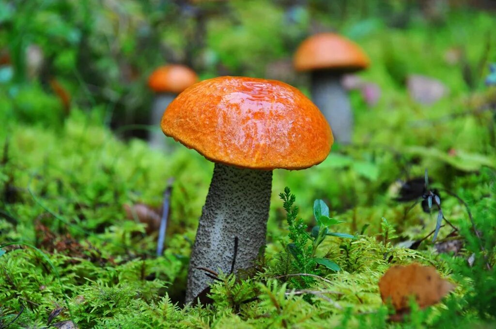 Красноголовый гриб 8 букв. Подосиновик подосиновик. Подосиновик подосиновик. Подосинки грибы. Сопливые грибы съедобные.