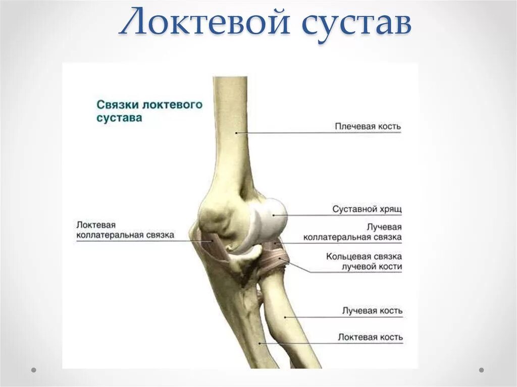 Мыщелки плеча. Лучелоктевой сустав движения. Локтевой сустав анатомия кость. Локтевой сустав образован костями анатомия. Локтевой сустав образуют кости.