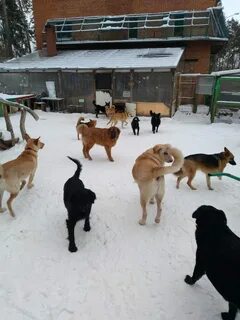 Приют тольятти