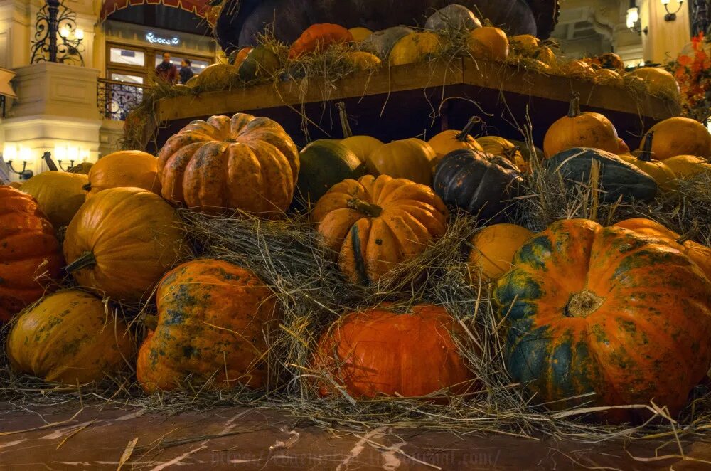 фестиваль блюда из тыкв. осень в гуме. выставка тыкв. тыква в огороде. выставка тыкв в москве.