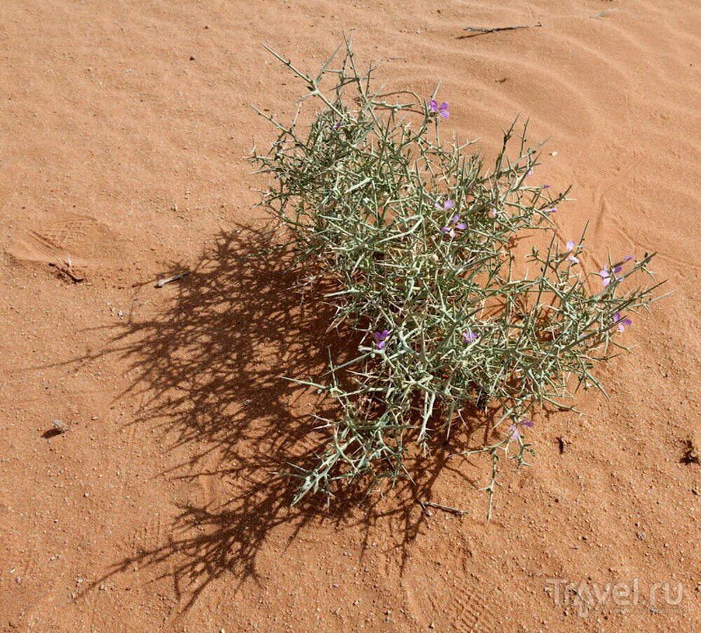 Верблюжья колючка. Астраханская верблюжья колючка. Янтак верблюжья колючка. Верблюжья колючка обыкновенная. Янтак верблюжья колючка.