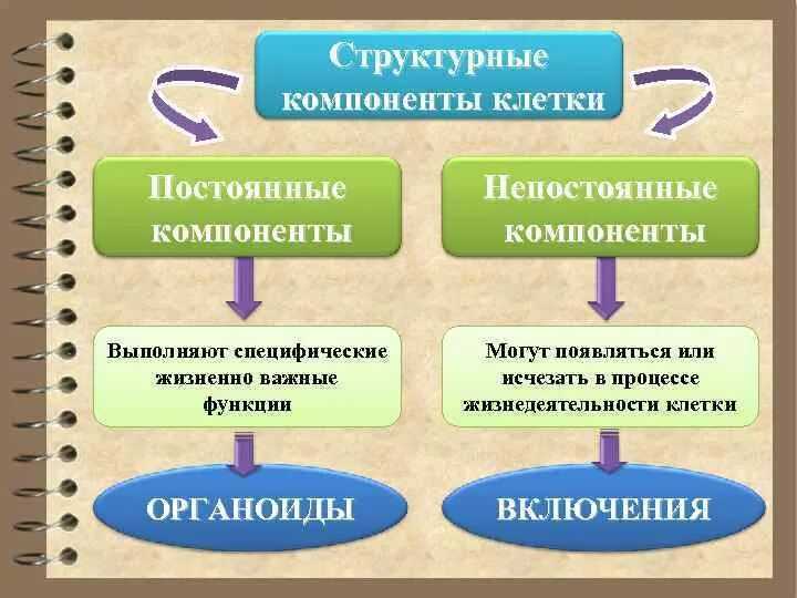 Функции составляющих клетки. Непостоянные структурные компоненты клетки. Структурные компоненты клетки постоянные непостоянные. Постоянные структурные компоненты клетки. Обязательные структурные компоненты клетки.