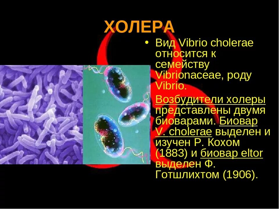 Холерный вибрион это бактерия. Вибрион холеры анаэроб. Vibrio cholerae микробиология. Бактерии-паразиты холерный вибрион. Холера отзывы