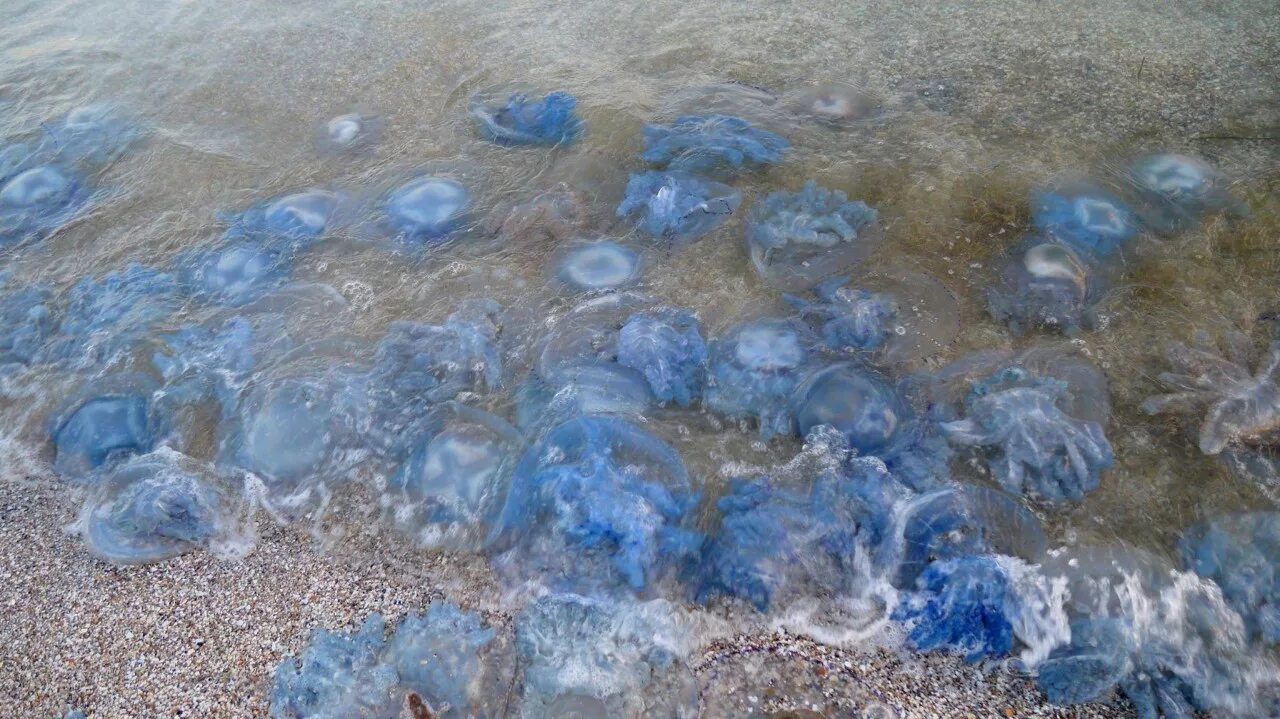 Почему много медуз. Корнерот в Азовском море. Медузы в Анапе.