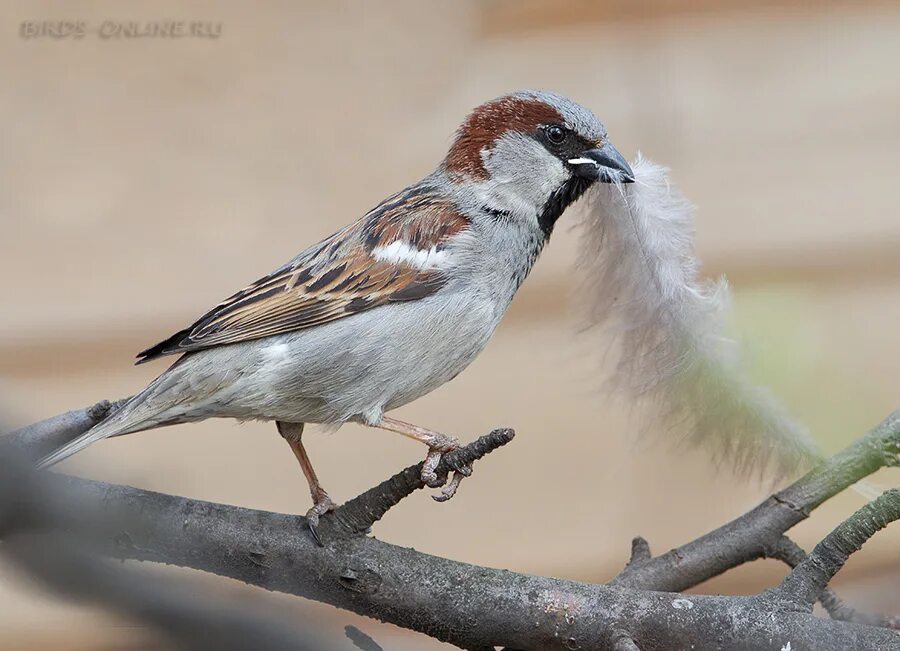 гнезда воробьев. домовый воробей где обитает. гнездо домового воробья. ) - домовый воробей. описание домового воробья.