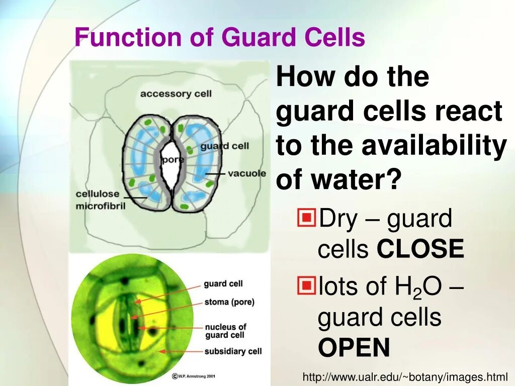 Cell function. Guard cell. stoma in guard cell. close cell. open cell описание.