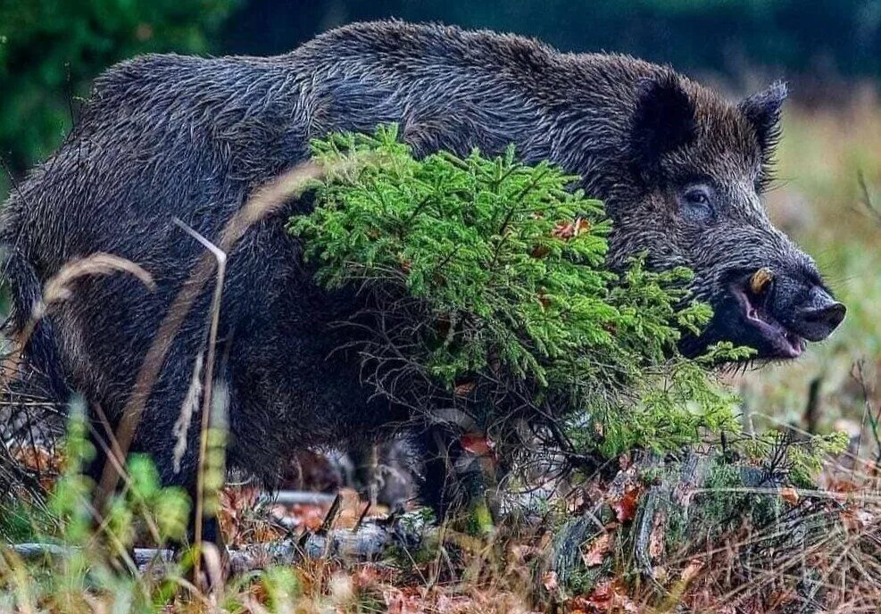 Вепрь секач. Секач кабан секач. Дикий кабан секач Лесной. Кабан ареал. Дикие свиньи живут