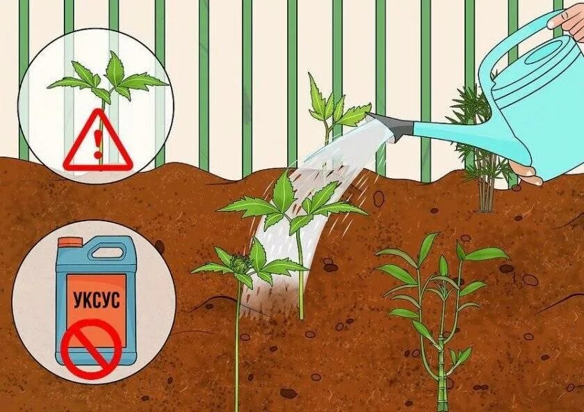 Как закислить грунт. Подкисление почвы. подкисление грунта гортензии. подкисление для полива. подкисление гортензии лимонная кислота.