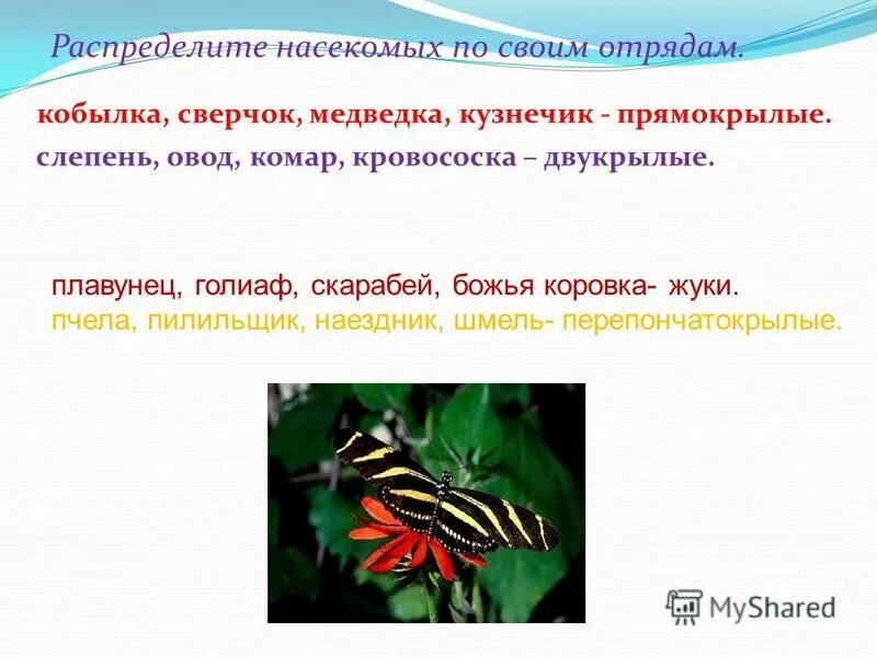 Представители отрядов насекомых. Видовое многообразие насекомых. Распределите по отрядам насекомых. Распределите насекомых по отрядам. Отряды насекомых с полным и неполным превращением 7 класс.