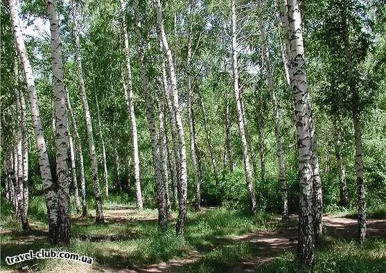 Ростовская обл березов. Берёзовая роща каменск-уральский. Осокорь ива. Березовая роща якутии. Березовая роща ростов на дону лес.