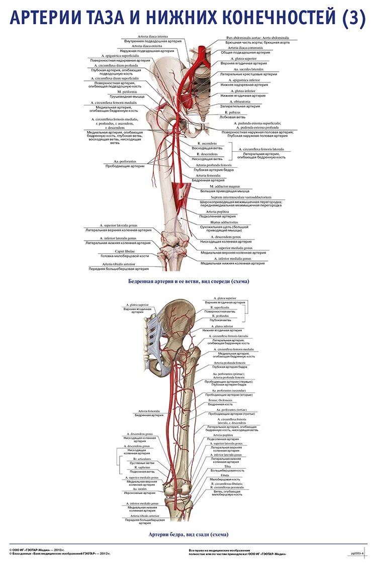 Аорты нижних конечностей. Артерии бедра анатомия. Бедренная артерия анатомия схема. Кровоснабжение нижней конечности схема. Артерии нижних конечностей анатомия схема.