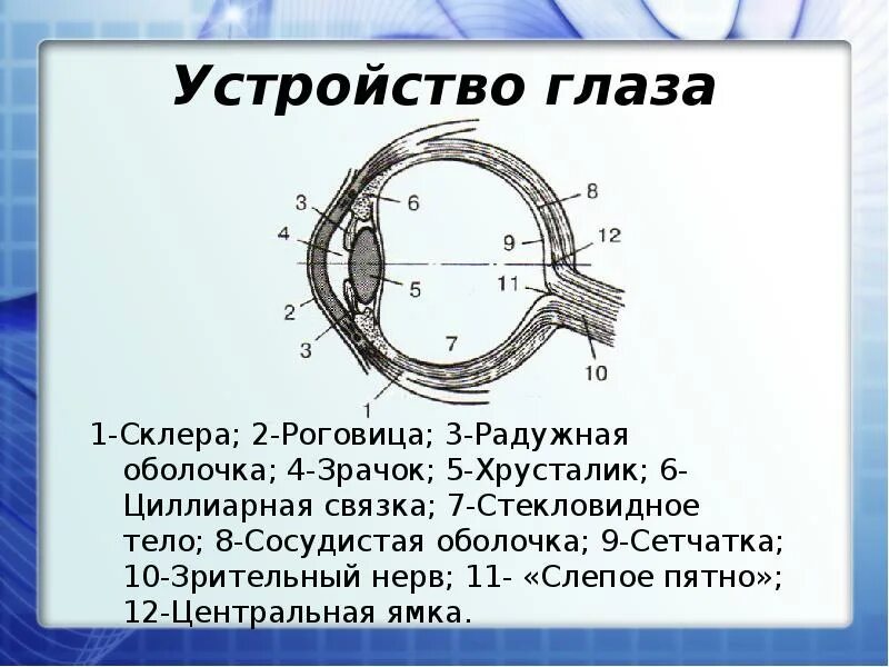 Устройство глаза. Оптическая система глаза слепое пятно. Глаз как оптическая система. Слепое пятно это место выхода зрительного нерва.