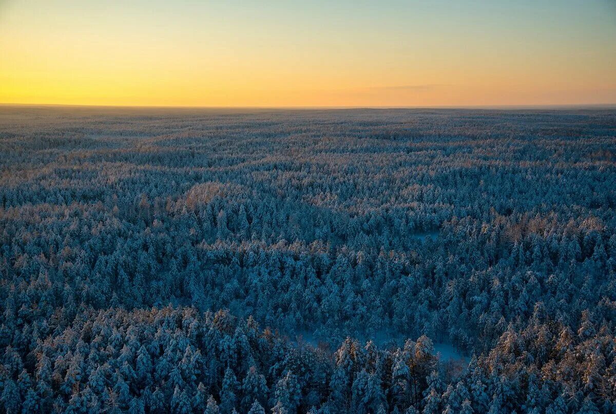Тунгусский заповедник красноярского края. Тайга — олонецкая равнина. Тунгусский заповедник метеорит. Тайга — олонецкая равнина. Западно-сибирская низменность тайги.