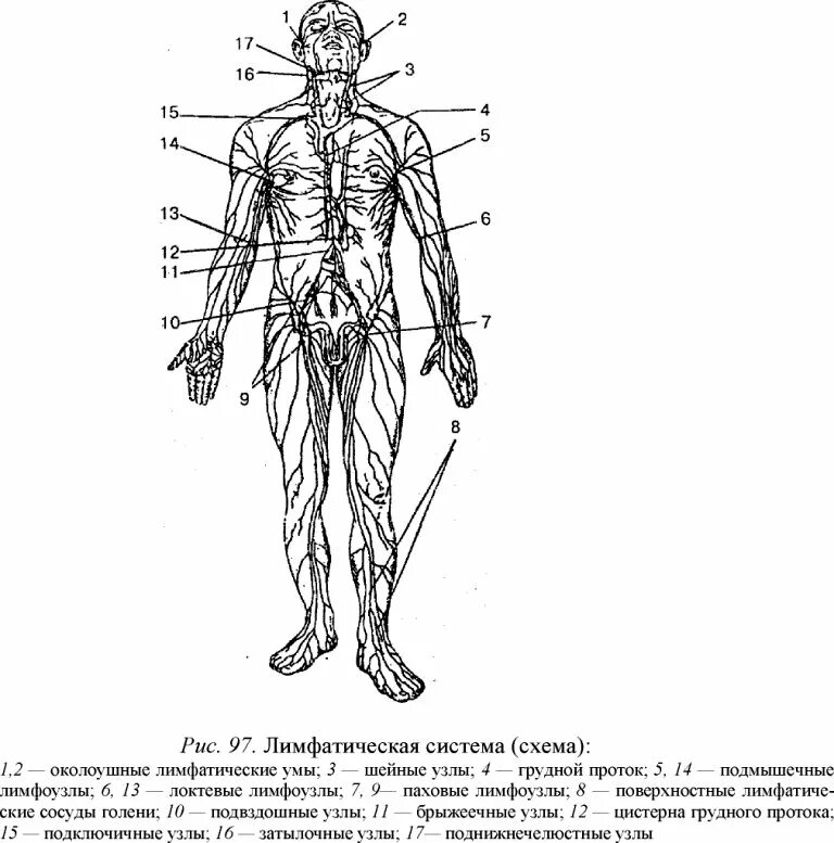 Лимфатическая система человека схема анатомия. Схема лимфатической системы рисунок. Система лимфоузлов человека схема. Лимфатическая система схемы подписанные. Лимфатические узлы таблица