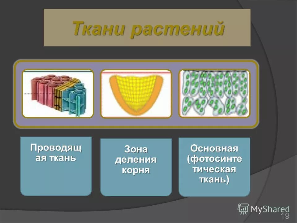 Ткани растений 6 класс биология таблица по биологии. Строение и функции растительных тканей. Ткани растений таблица биология 6. Ткани растений картинки. Виды тканей растений.