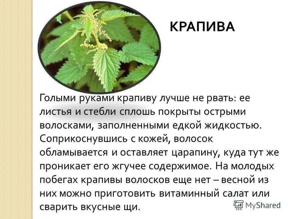 Крапива 4 класс