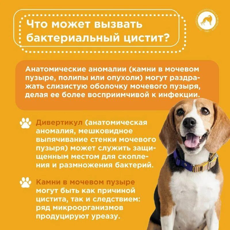 Препараты при цистите у собак. Лекарство от цистита у собак кобелей. Может ли у собаки быть цистит. Заболевание предстательной железы у кобелей. Стоп-цистит био (для кошек), 30 мл.