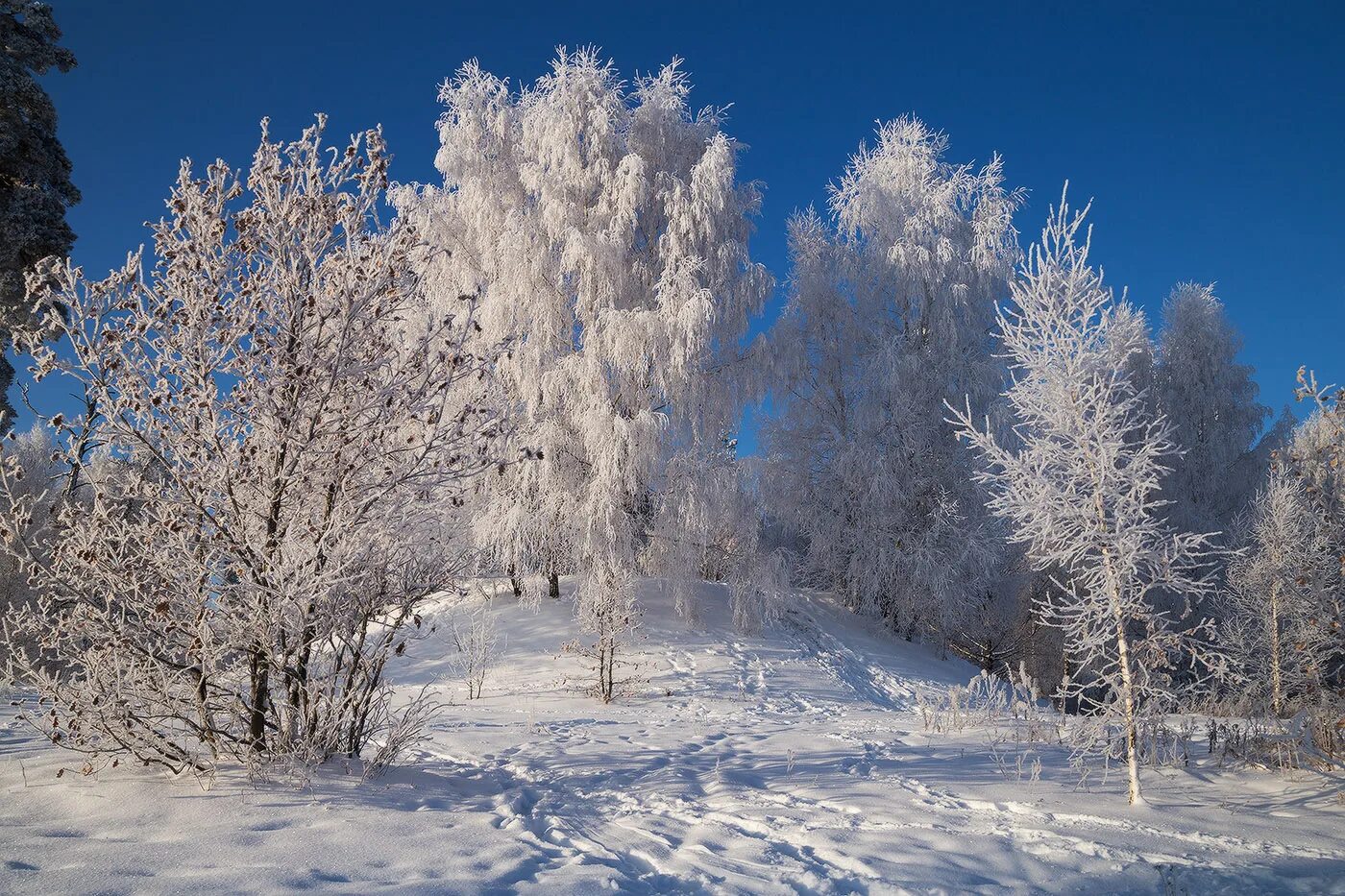 Шиповник в инее. Иней автор. Иней в живописи современных художников. Иней автор. Иней на деревьях живопись.