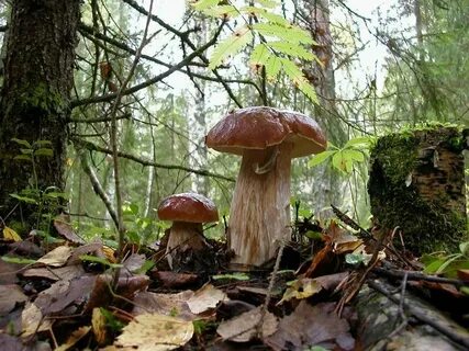 Пройдет теплый дождь появятся грибы в лесу