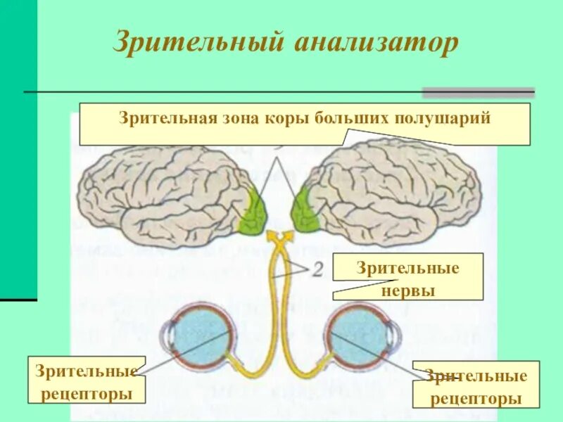 Схема строения зрительного анализатора. Схема строения зрительного анализатора рисунок. Схема зрительного анализатора 8 класс. Зрительный анализатор 8 класс биология.