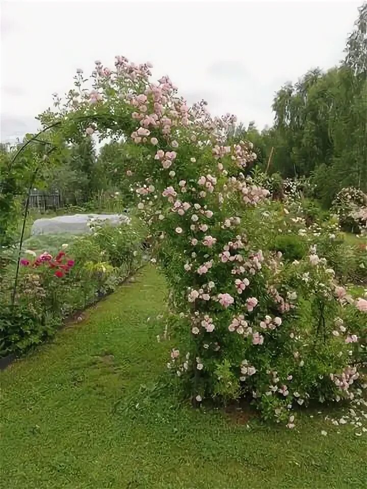Питомник роз несиных. Питомник роз несиных