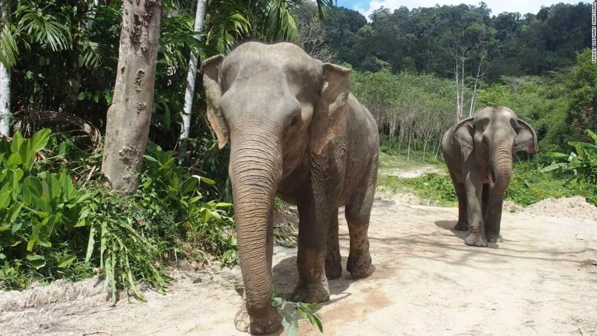 Elephant sanctuary park. Слоновья ферма Пхукет. Элефант Джангл Пхукет. Слоновий парк Пхукет. Таиланд Пхукет слоны.