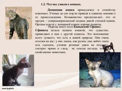 Узнать про кошек
