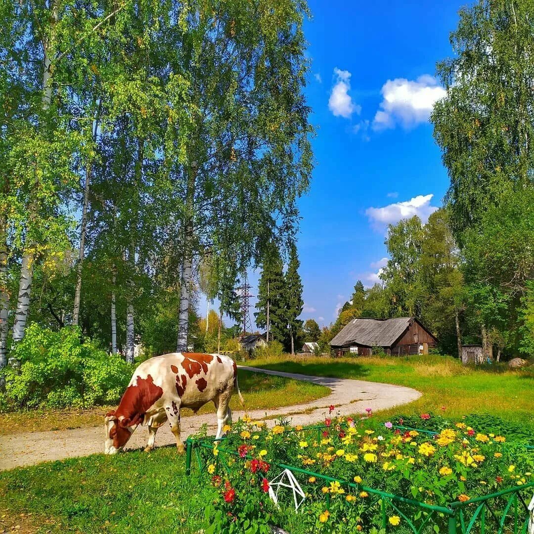 Люблю деревню я и лето. Деревня летом. красивые деревенские пейзажи. красивая деревенская природа. природа в деревне летом.