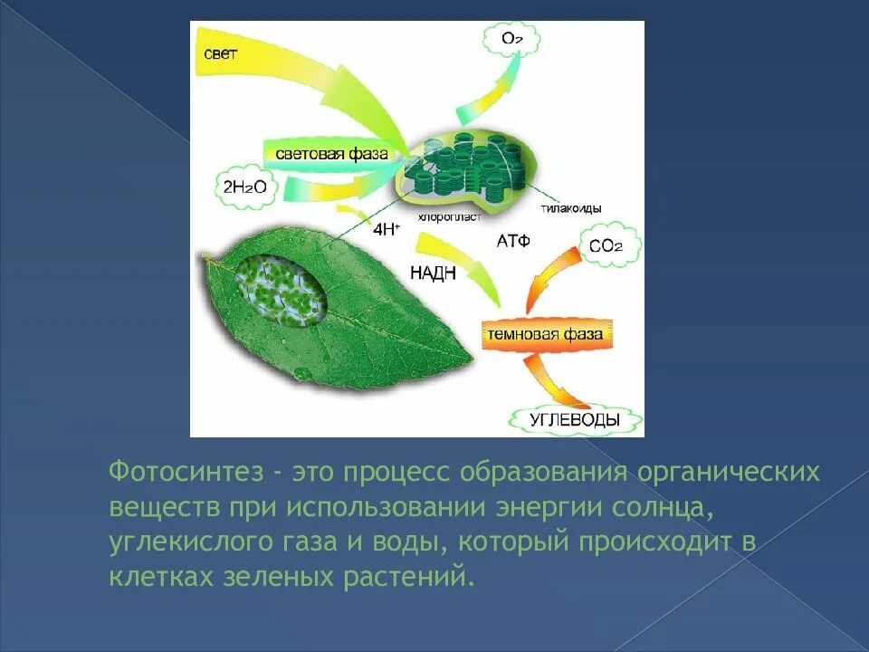 В каких клетках происходит процесс дыхания растений. Фотосинтез. Схема процесса фотосинтеза. Фотосинтез углекислый ГАЗ. Образование углеводов из углекислого газа и воды.