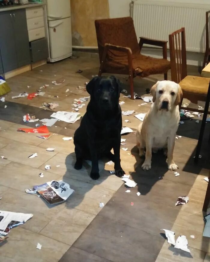 проказник животные. домашние питомцы. собаки для квартиры. собака и телевизор.