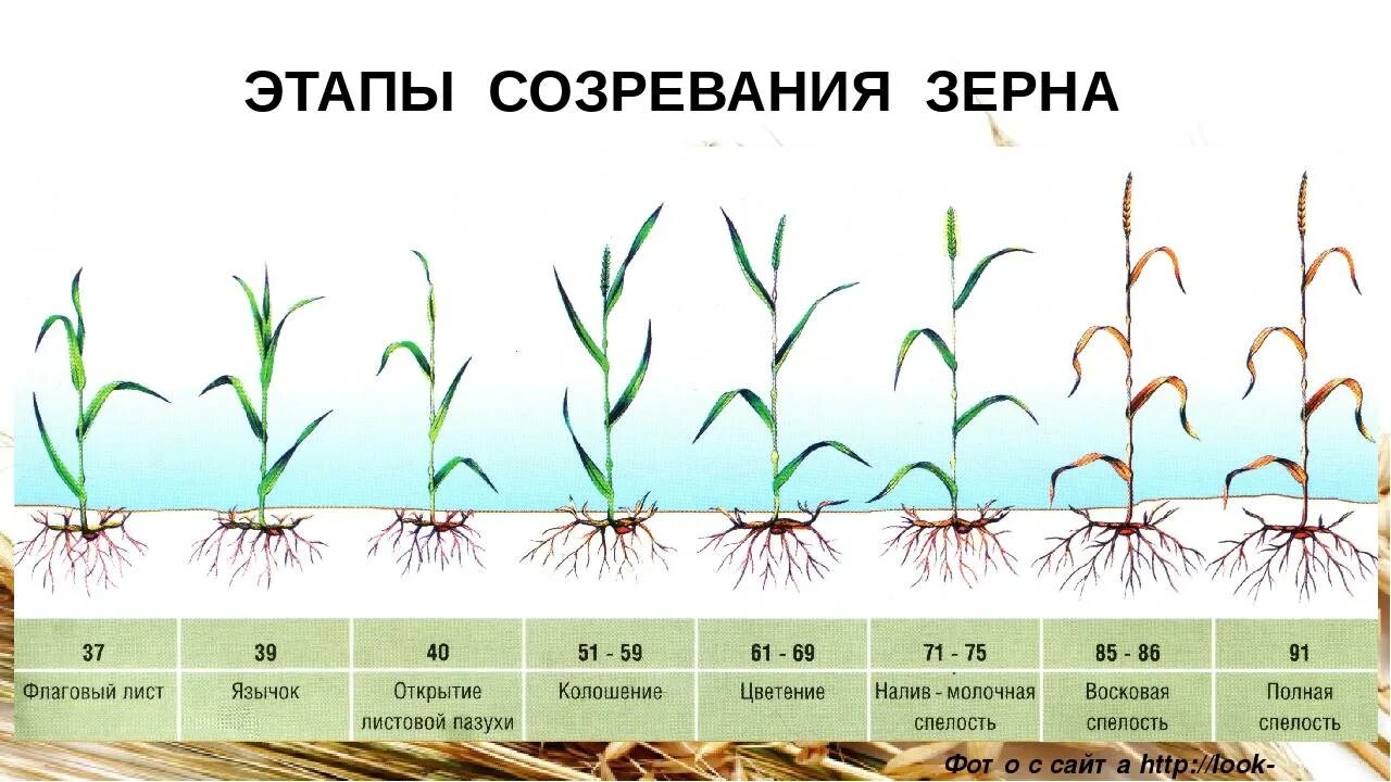 Глубина посева пшеницы. Фаза кущения Яровой пшеницы. Фазы вегетации озимой пшеницы. Фазы развития Яровой пшеницы. Фазы созревания озимой пшеницы.